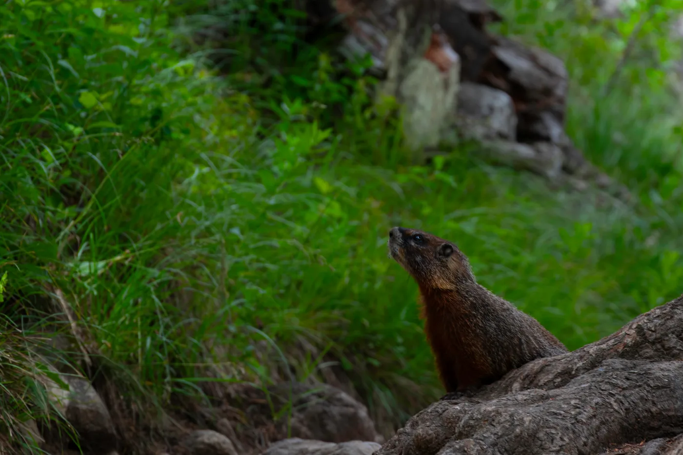 Curious Marmot
