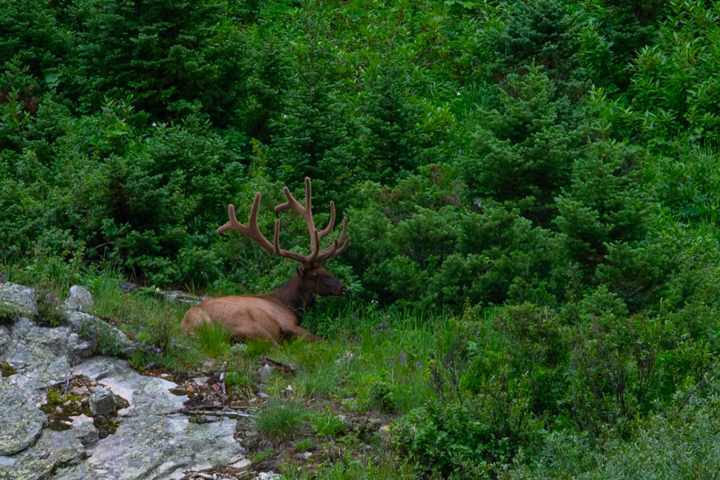Teton Elk