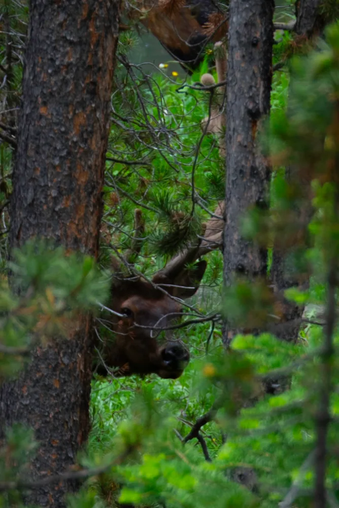 Yellowstone Elk