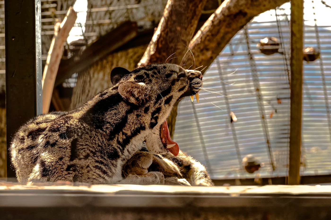 Big Cat