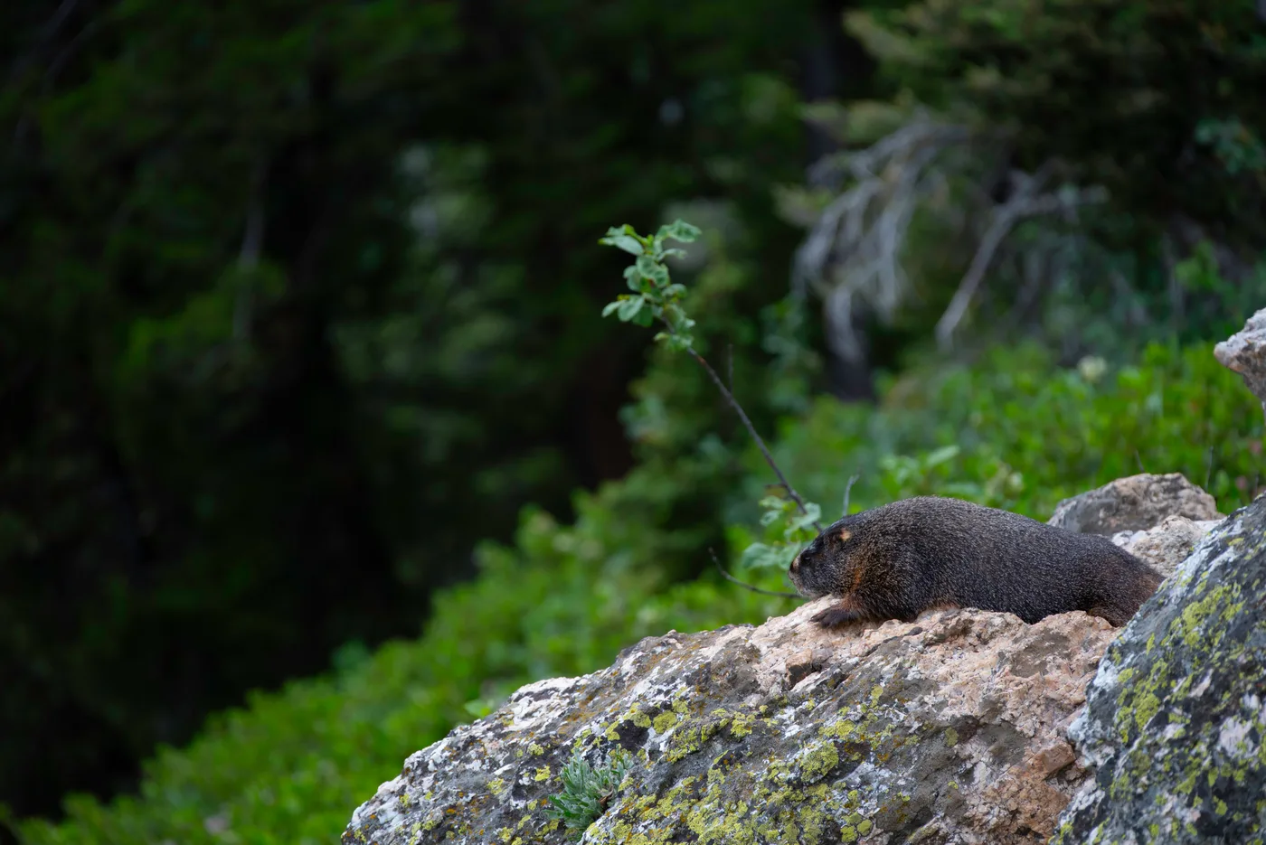 Lounging Marmot