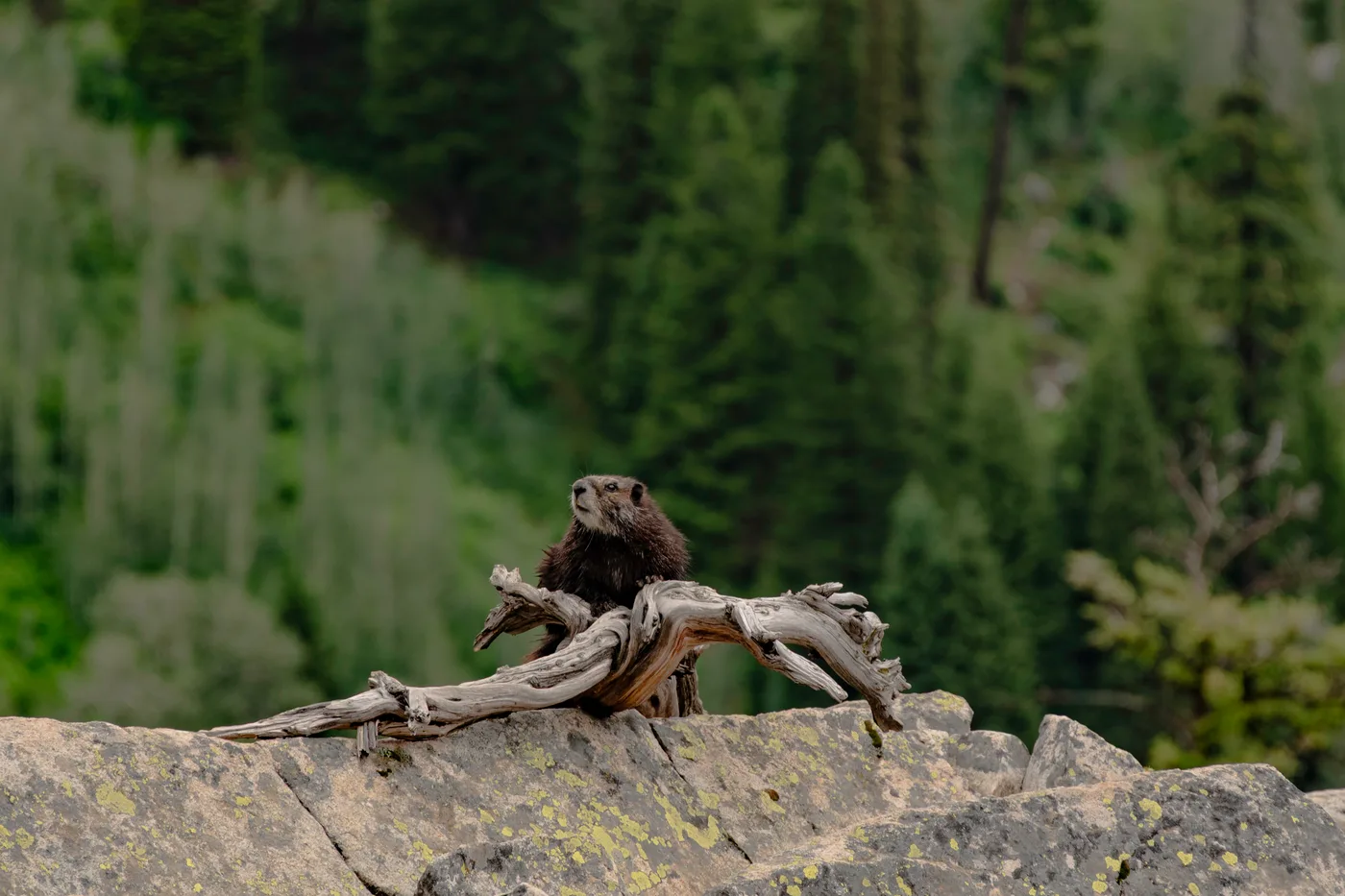 Marmot King