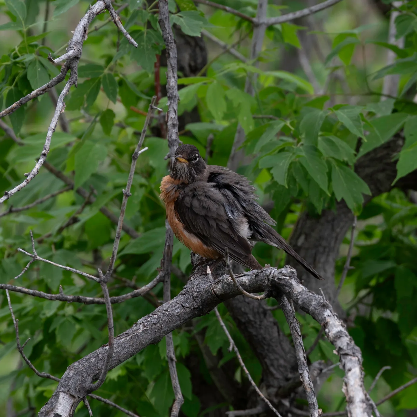 Scruffy Bird