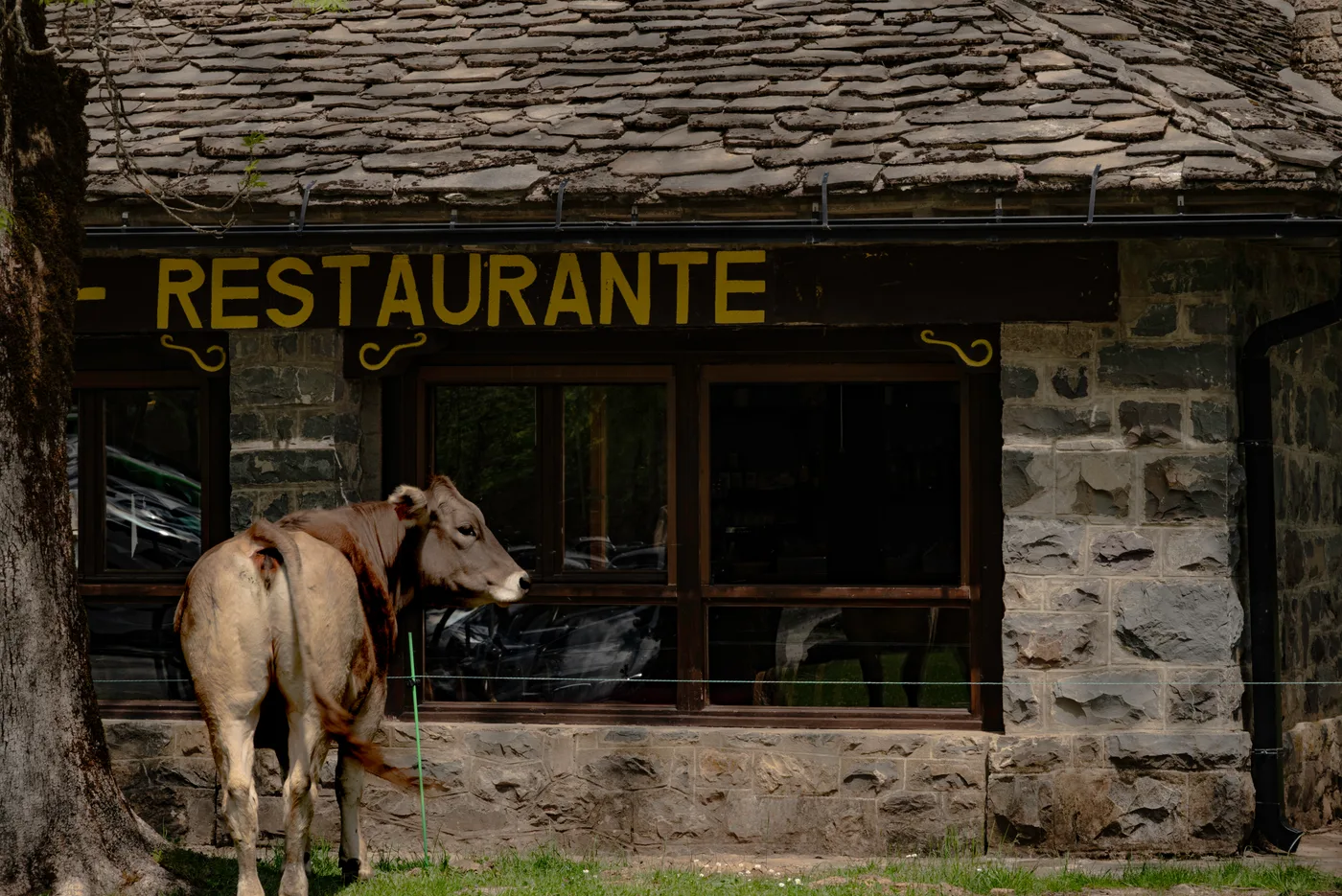 Hungry Cow