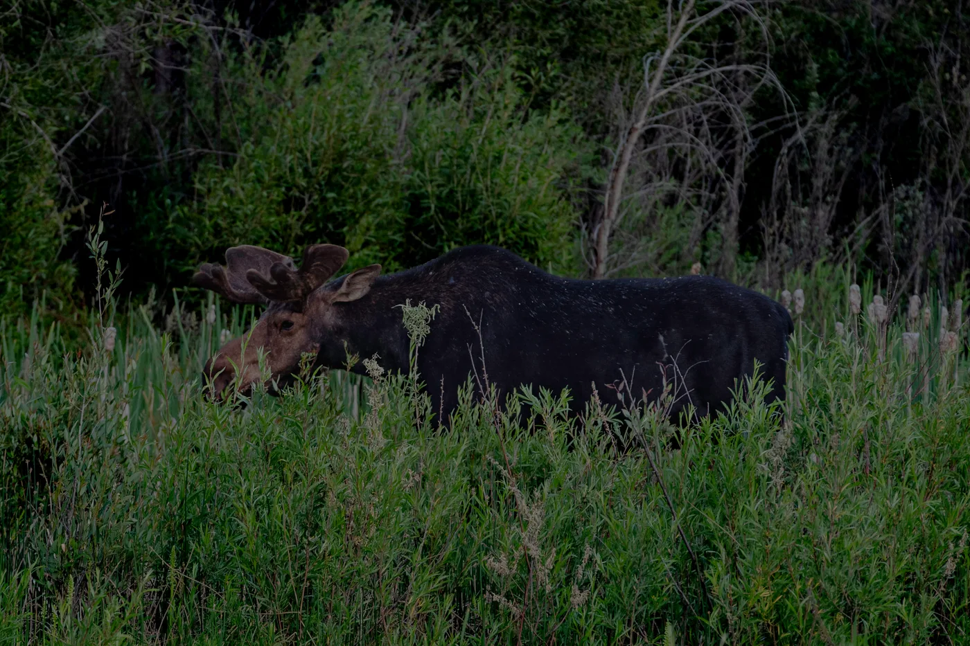 Moose